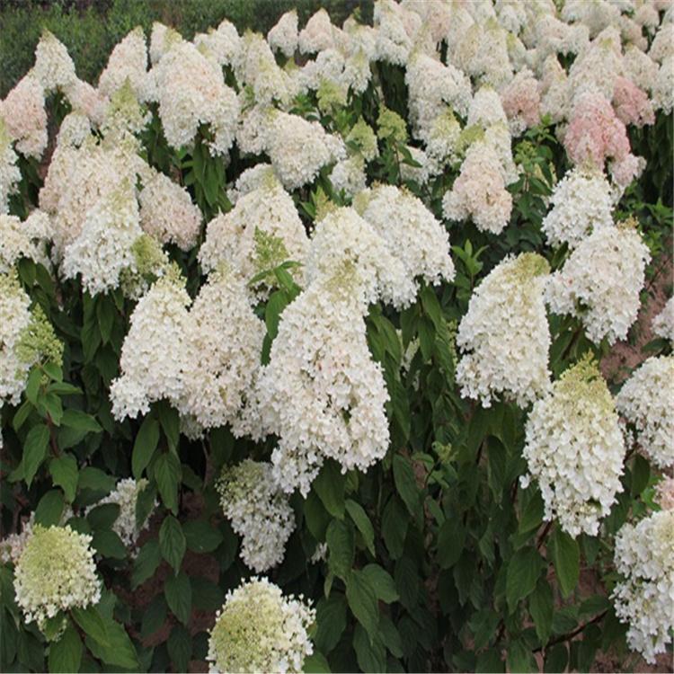 木绣球小苗批发 木绣球价格优惠 全国发货 永顺苗圃