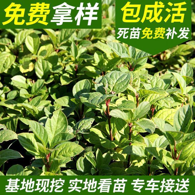 红丁香小苗批发 红丁香小苗价格优惠 全国发货 永顺苗圃