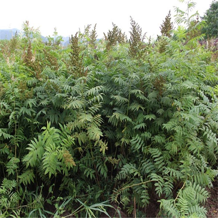 珍珠梅小苗 基地直销 价格优惠 永顺苗圃