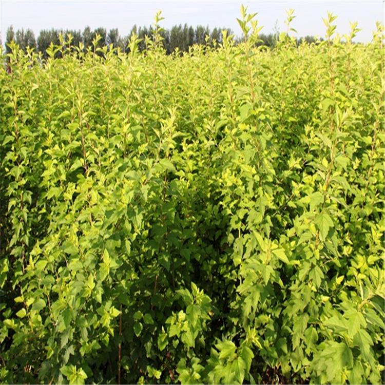 金叶风箱果小苗 金叶风箱果价格优惠 沈阳绿化苗 全国发货 永顺苗圃