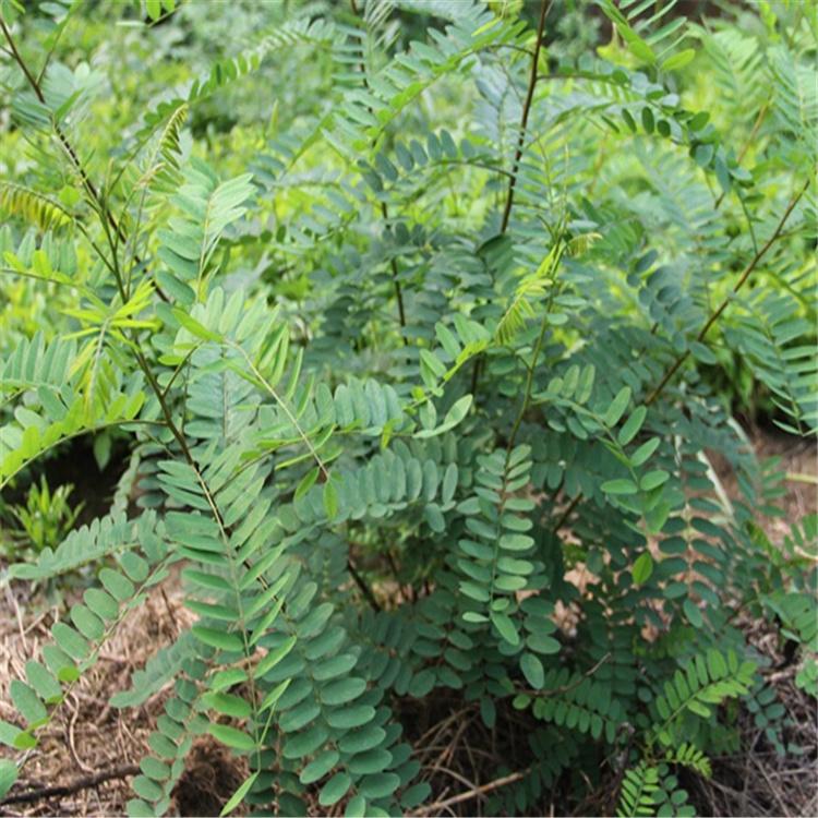 紫穗槐小苗 紫穗槐价格优惠 绿化紫穗槐小苗  全国发货 永顺苗圃