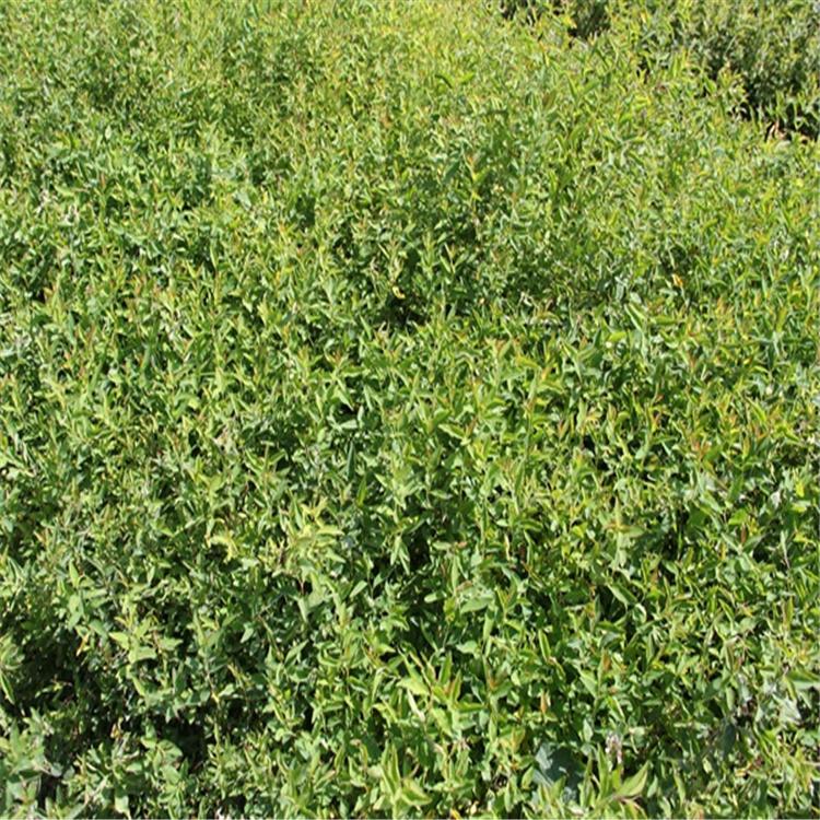 珍珠绣线菊批发 珍珠绣线菊价格优惠 全国发货 永顺苗圃