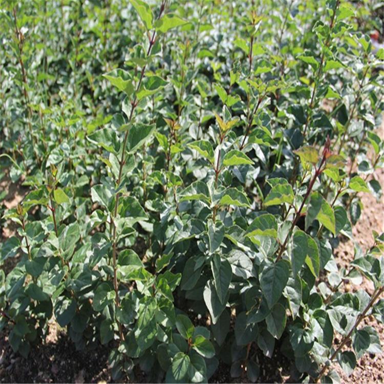 绿化苗 四季丁香 基地直销 价格优惠 全国发货