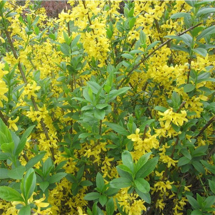 东北连翘 基地直销东北连翘 绿化苗木 价格优惠 全国发货 永顺苗圃