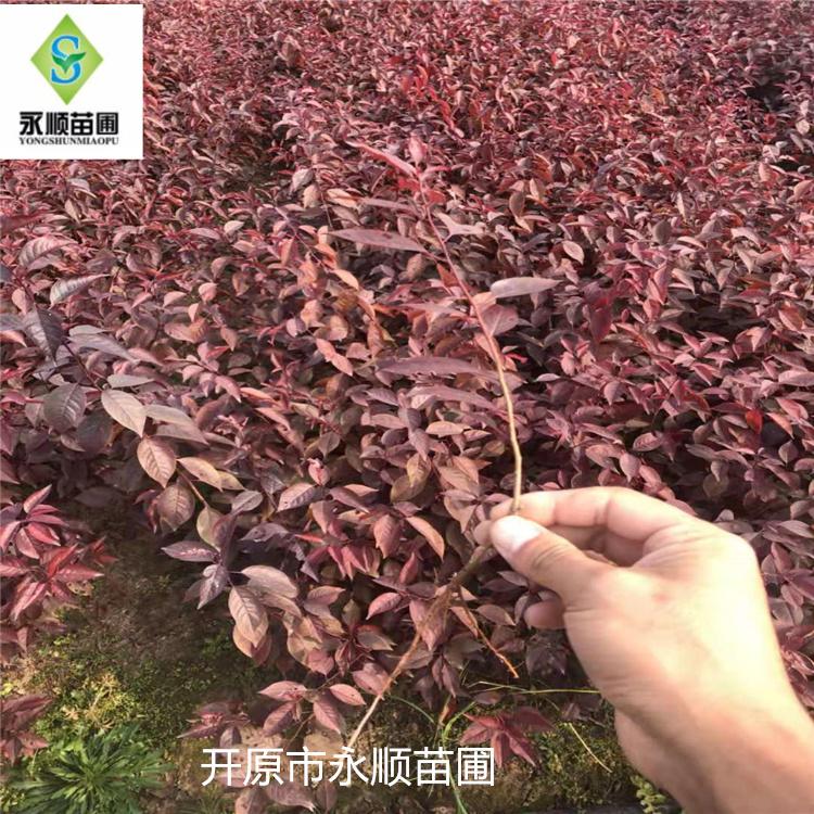 密枝红叶李小苗 各种规格红叶李小苗 全国发货