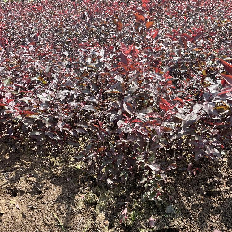 红叶李小苗 基地直销红叶李小苗 现挖密枝红叶李 