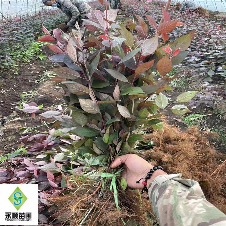 红叶李小苗价格优惠 密枝红叶李小苗批发 基地直销绿化苗木