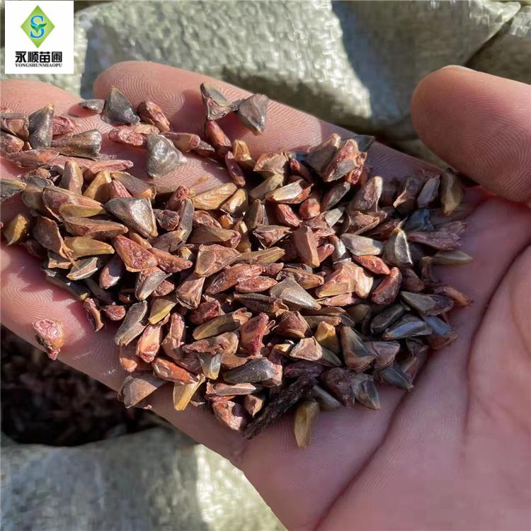 冷杉种子批发 基地直销批发各种苗木种子 价格优惠 全国发货