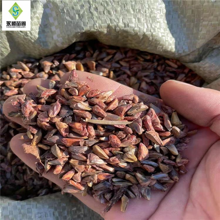 冷杉种子批发 基地直销批发各种苗木种子 价格优惠 全国发货