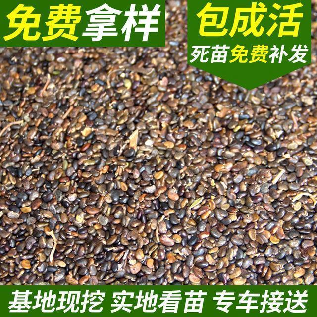 新采刺槐种子 绿化播种种子 永顺苗圃