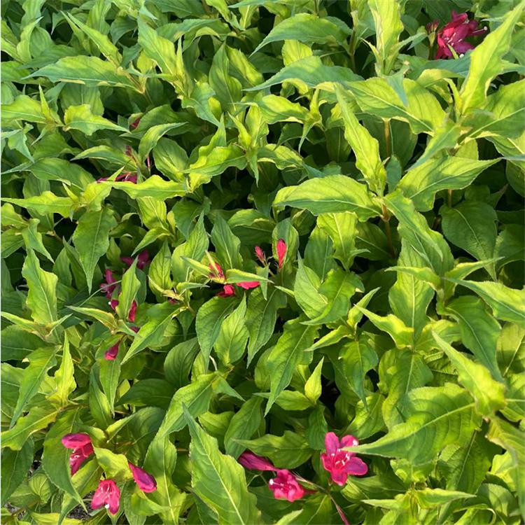 红王子锦带小苗 丛生红王子锦带 绿化工程小苗 永顺苗圃