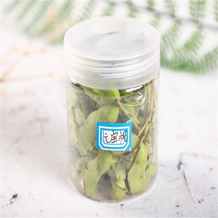 元宝枫种子 三角枫籽 苗木种子批发 永顺苗圃