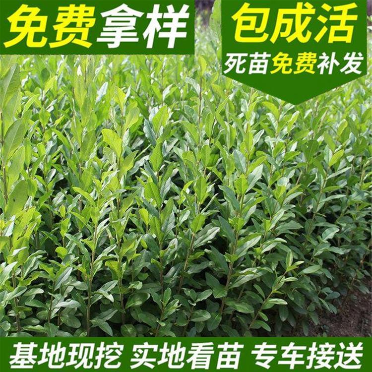 水蜡小苗 水蜡工程苗 金叶水蜡小苗 绿化工程苗木