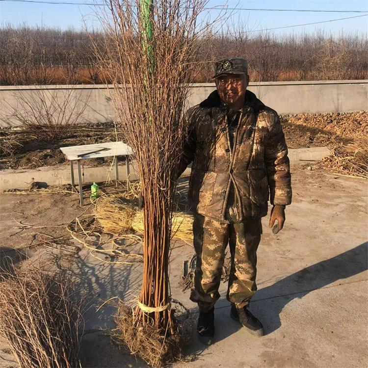 白桦树小苗 基地直供 落叶丛生白桦 9公分白桦 永顺苗圃