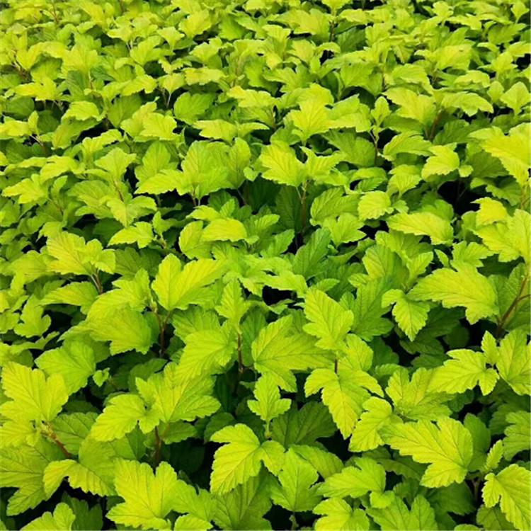 金叶风箱果 风箱果杯苗 彩叶花灌木 永顺苗圃