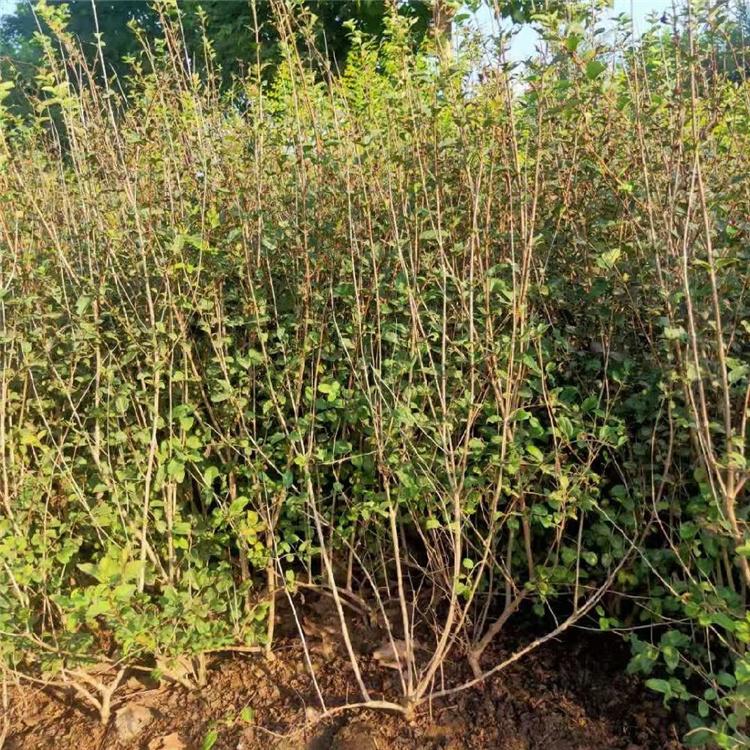 红花忍冬 金银忍冬 景区园林绿化苗木 永顺苗圃