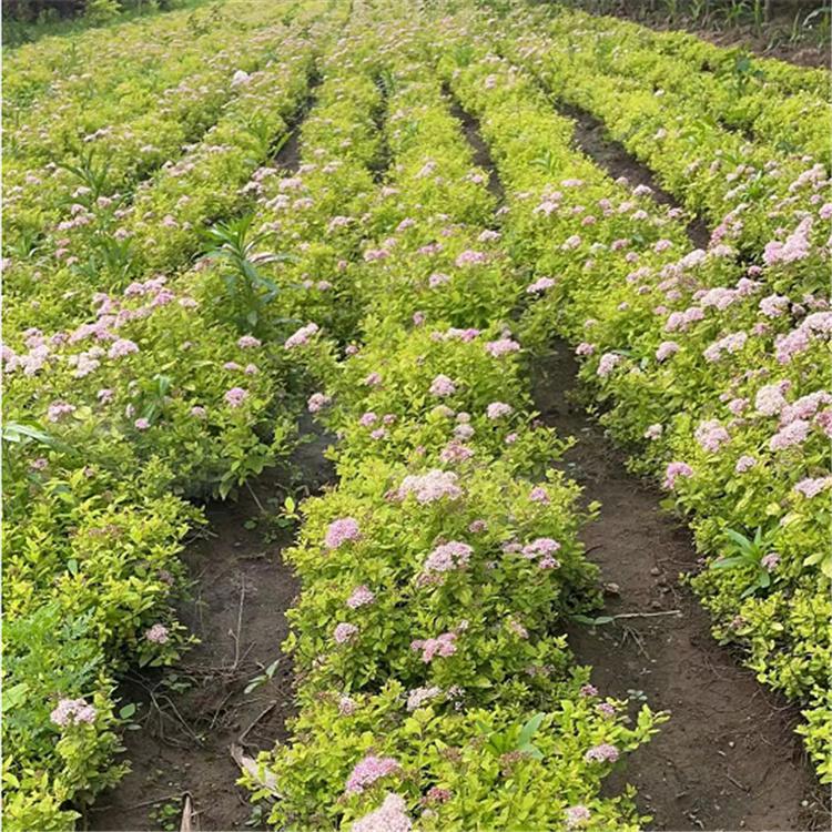 金山绣线菊 火焰绣线菊 东北苗木基地 永顺苗圃
