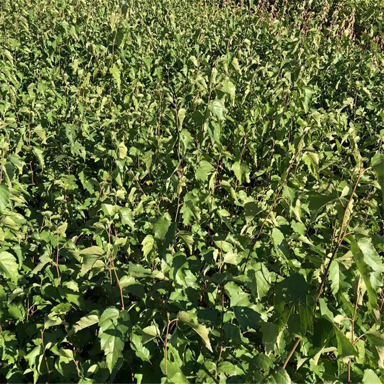 白丁香 暴马丁香小苗 公园绿化苗木 永顺苗圃