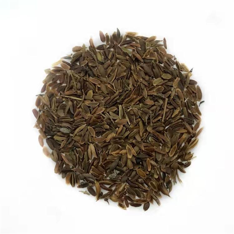 暴马丁香种子 白丁香种子 东北耐寒苗木种子 永顺苗圃