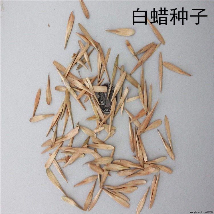 白蜡种子 小叶白蜡 春季大田籽 永顺苗圃