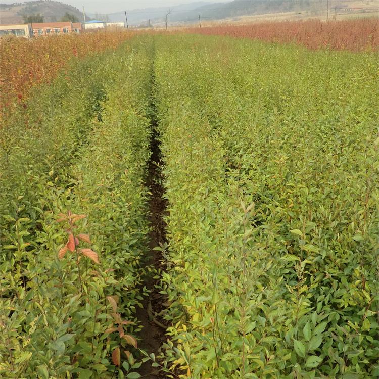 白榆小苗 榆树苗 小区绿化苗木 永顺苗圃