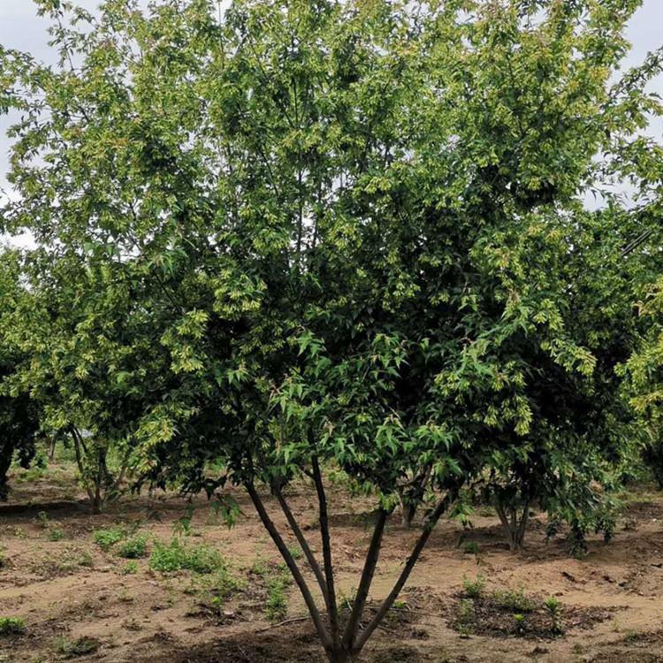 丛生茶条槭 三角枫 落叶乔木 永顺苗圃 公园绿化苗木