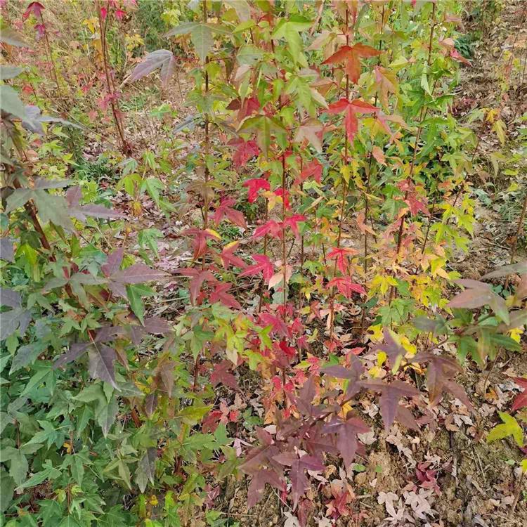 茶条槭小苗 三角枫小苗 市政绿化苗木 永顺苗圃