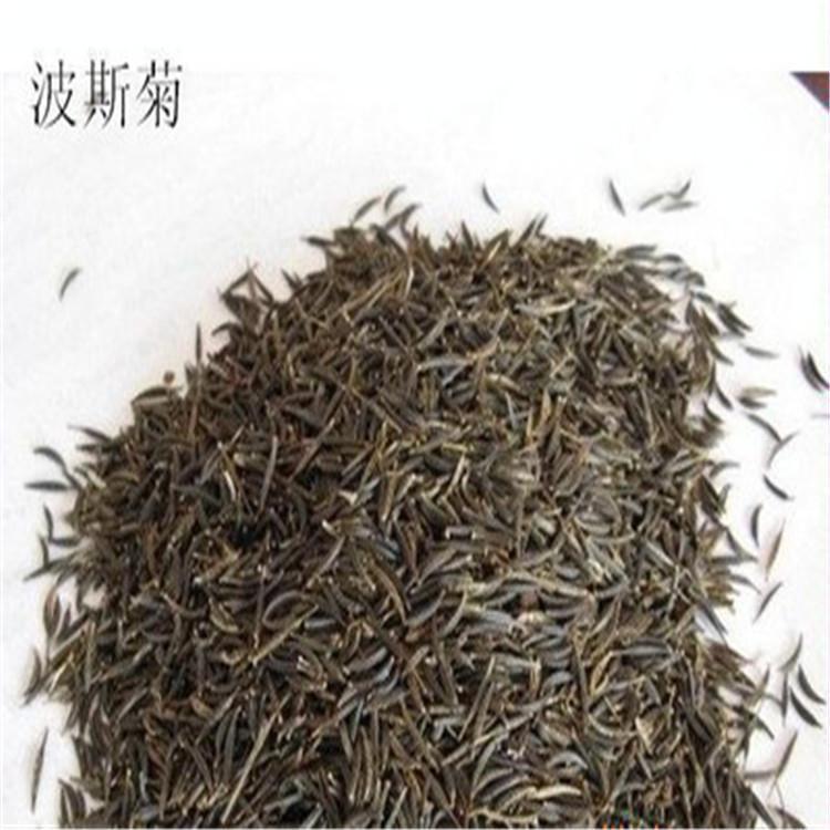 波斯菊种子 格桑花种子 永顺苗圃供应苗木种子