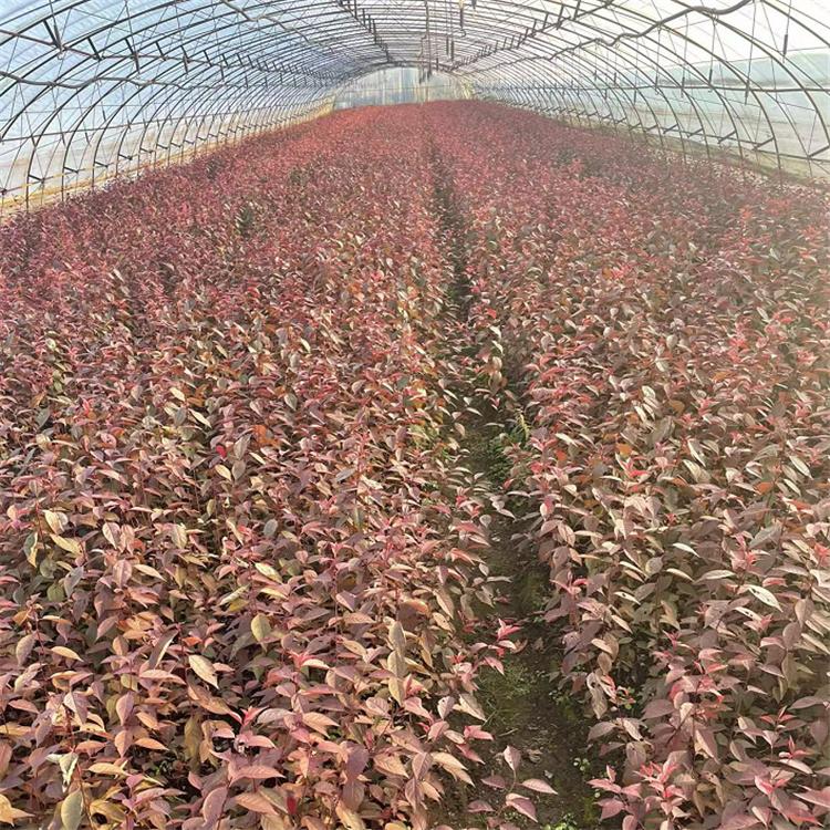 密枝红叶李小苗 各种规格红叶李小苗 全国发货