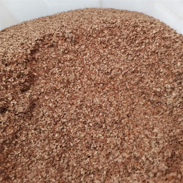 白桦种子 新采白桦种子 绿化苗木种子 永顺苗圃