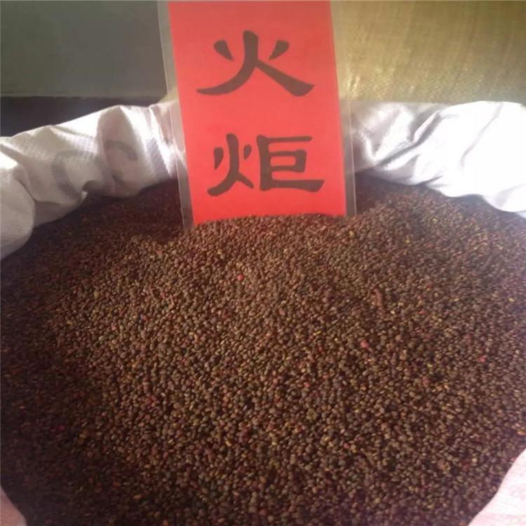 火炬种子 耐寒苗木种子 东北苗木种子供应