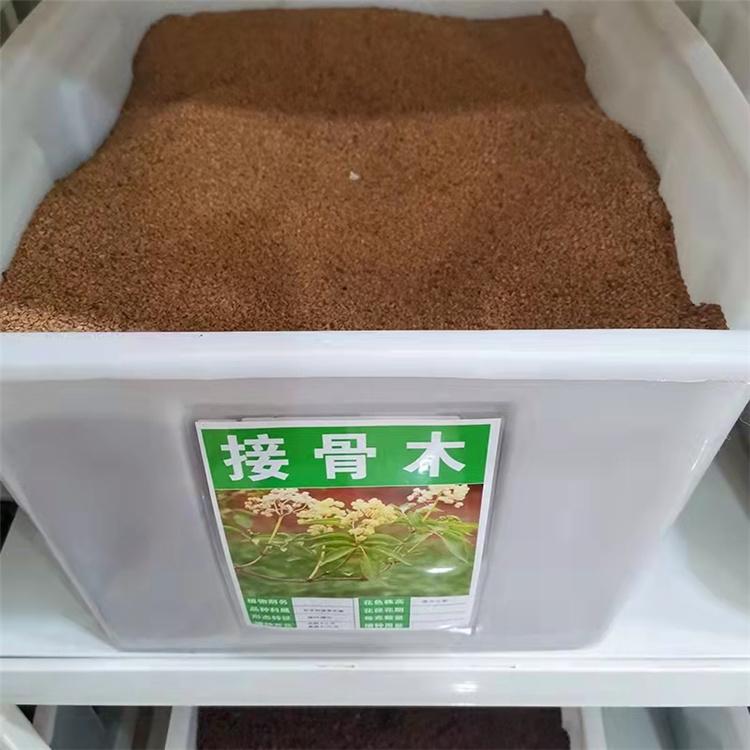 接骨木种子 草花种子 永顺苗圃供应