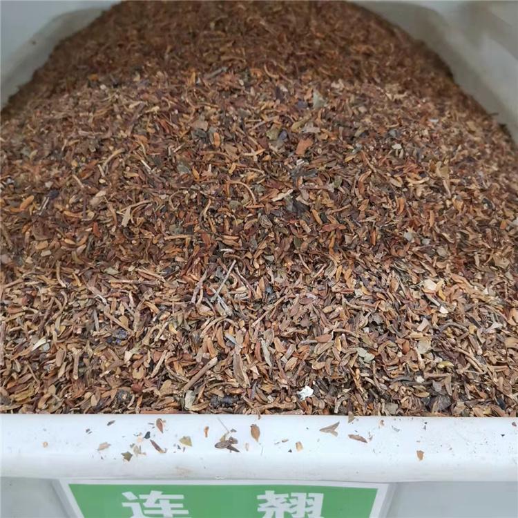 东北连翘种子 春季播种苗种子订购 永顺苗圃