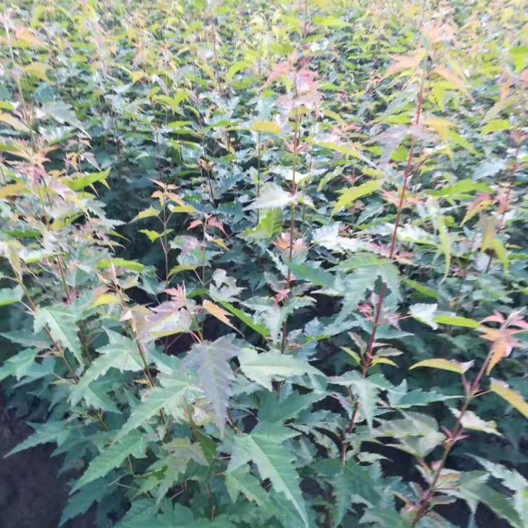 茶条槭小苗 三角枫小苗 市政绿化苗木 永顺苗圃