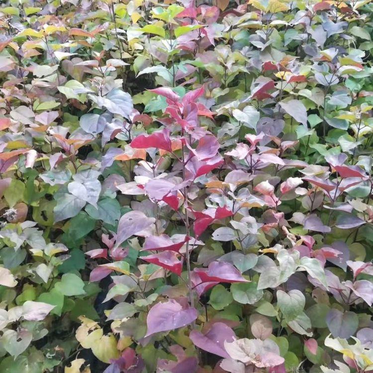 紫丁香 大叶丁香 大叶丁香小苗 永顺苗圃