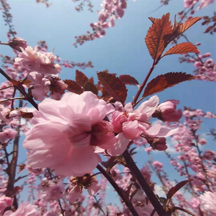 红叶榆叶梅 小桃红 庭院景观绿化苗木 永顺苗圃供应