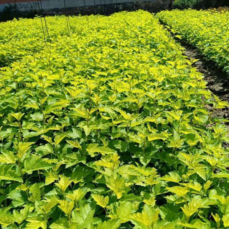 金叶风箱果 风箱果杯苗 彩叶花灌木 永顺苗圃