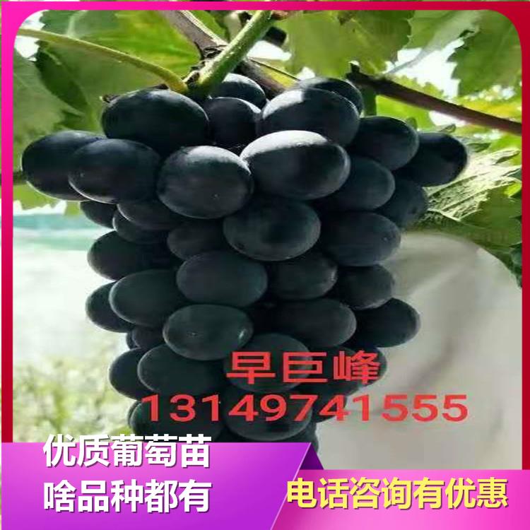 巨峰葡萄苗 巨峰葡萄苗基地 巨峰葡萄苗多钱一颗  巨峰葡萄苗批发 北镇巨峰葡萄苗