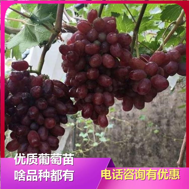 光辉葡萄苗无籽葡萄苗 葡萄苗基地 葡萄苗新品种 