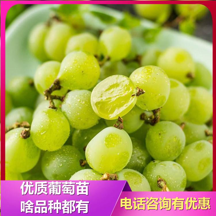 醉金香葡萄苗 辽峰葡萄苗 小庄子葡萄苗  诚信葡萄苗基地