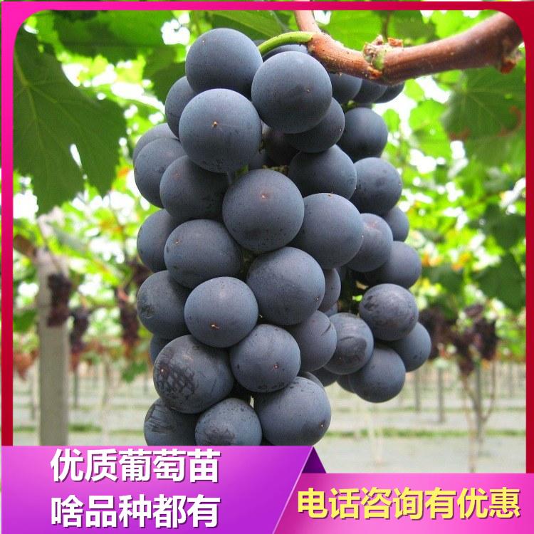 金红娃葡萄苗 无籽葡萄苗 葡萄苗基地 诚信 葡萄苗新品种 