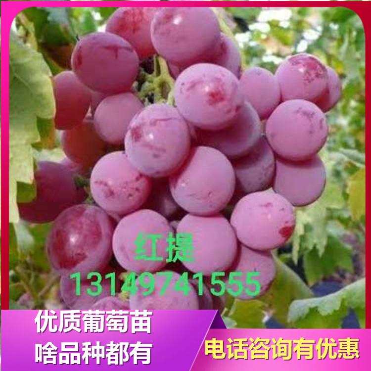 红提葡萄苗 辽峰葡萄苗 绥中葡萄苗  葡萄苗批发 无籽葡萄苗 葡萄苗基地 葡萄苗新品种 