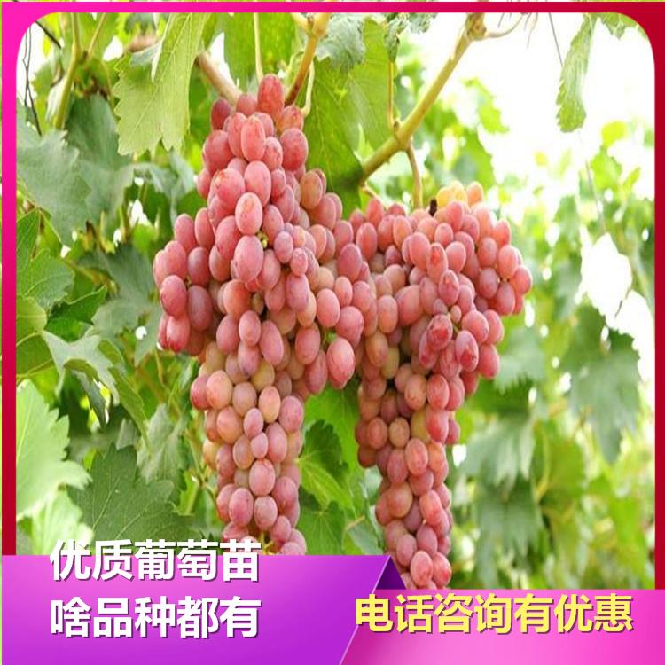 京亚葡萄苗 京亚葡萄苗基地 京亚葡萄苗多钱一颗  京亚葡萄苗批发