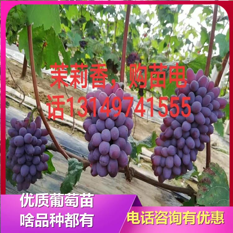 茉莉香葡萄苗 红提葡萄苗 辽峰葡萄苗 诚信葡萄苗基地 葡萄苗新品种 