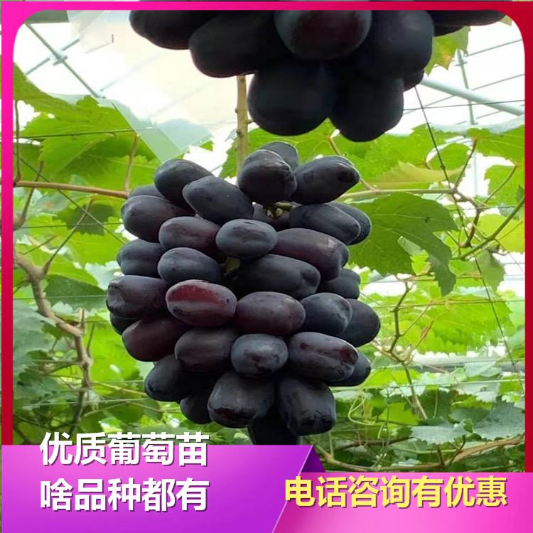 富士之辉葡萄苗 红提葡萄苗 辽峰葡萄苗 诚信葡萄苗基地