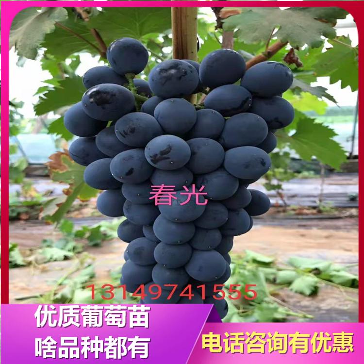 春光葡萄苗 春光葡萄苗厂家直销 诚信葡萄苗基地 葡萄苗新品种 