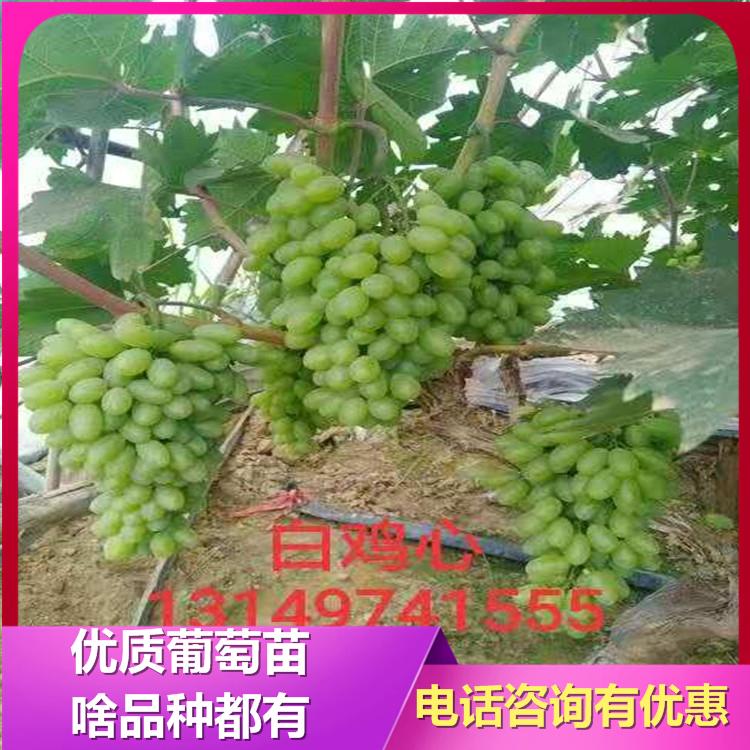 白鸡心葡萄苗 红提葡萄苗 辽峰葡萄苗 诚信葡萄苗基地 成活率高 质量好