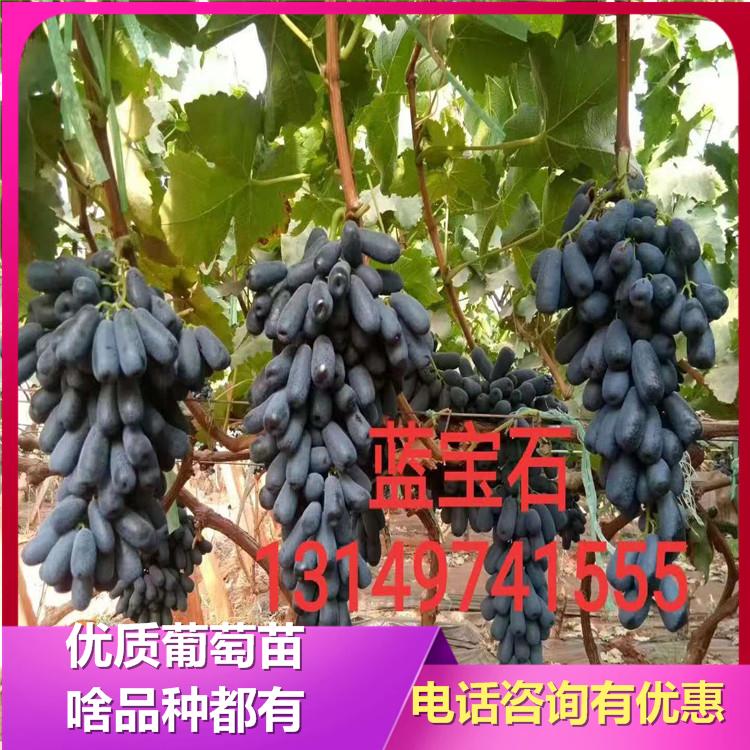蓝宝石葡萄苗  葡萄苗批发 成活率高 凌海诚信苗圃