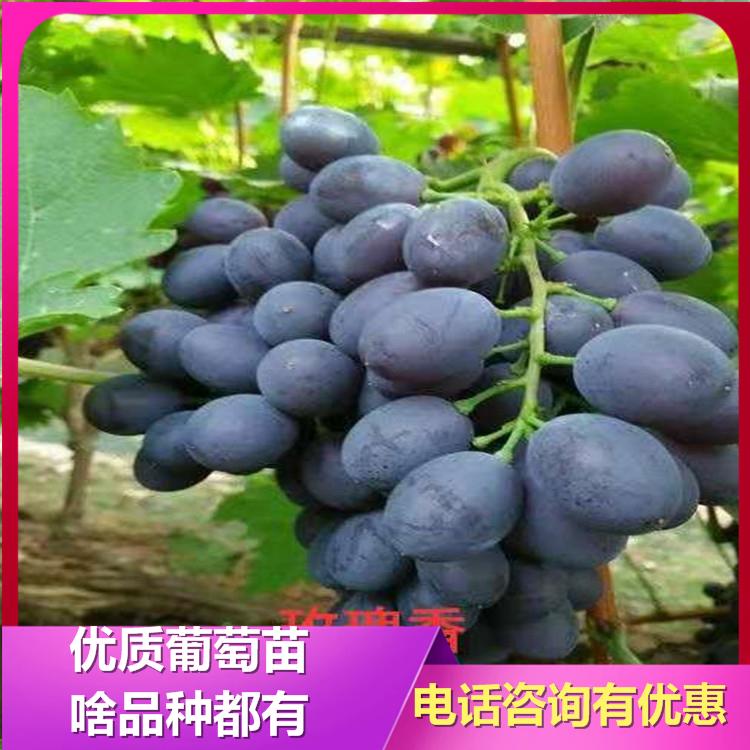 辽宁玫瑰香葡萄苗 玫瑰香葡萄苗批发厂家 诚信葡萄苗基地