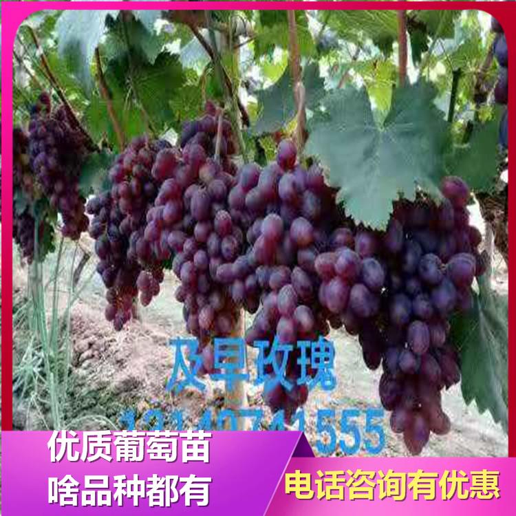 辽宁及早玫瑰 葡萄苗 桂圆葡萄苗 葡萄树苗 葡萄苗基地 批发直销